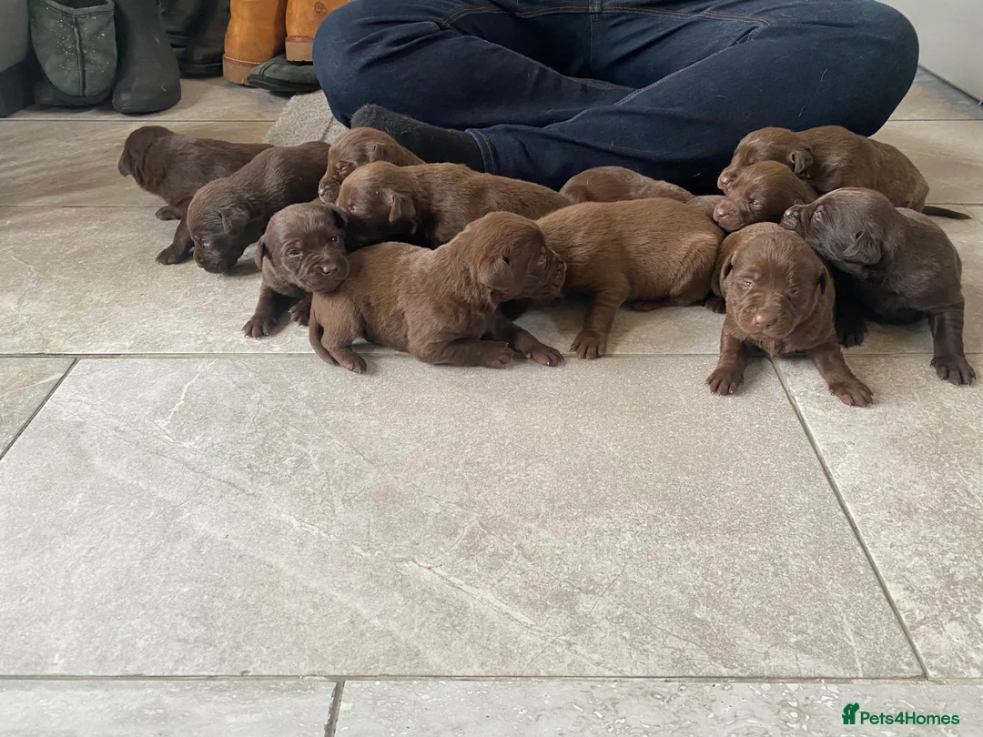 Labrador Retriever dogs for sale: BEAUTIFUL LITTER LABRADOR PUPS READY 9TH MARCH - Advert 1