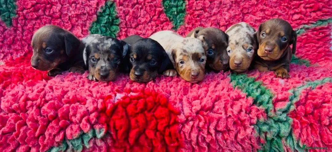 Miniature Dachshund dogs for sale: 🐾 Miniature Dachshund Puppies for Sale 🐾 - Advert 1