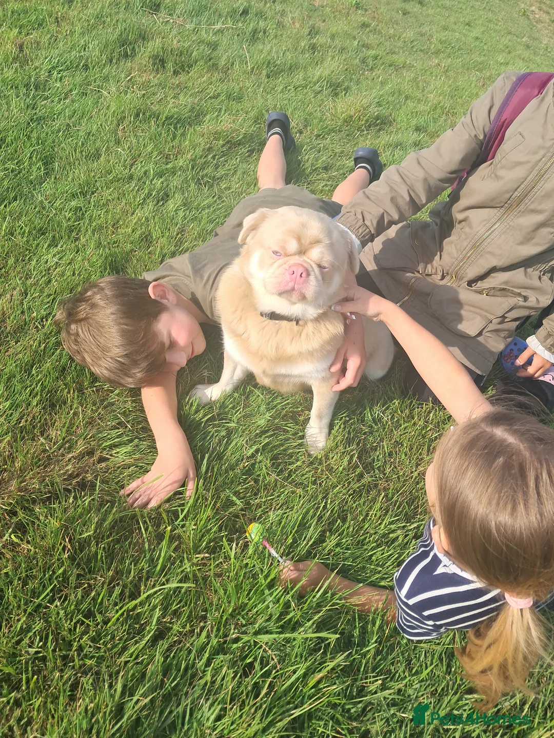 Pug dogs for stud: Pink and Tan Pug for stud striking blue eyes 💙 in Wigan - Advert 26