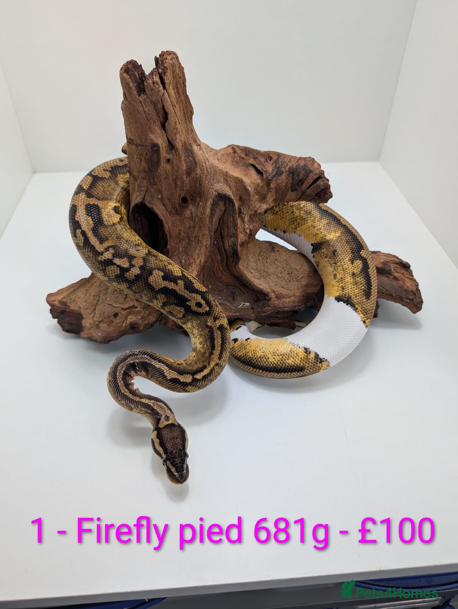 Python Snake reptiles Adult mixed morph ball pythons - Advert 2