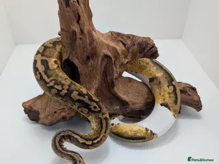 Python Snake reptiles Mixed morph ball pythons - Advert 10