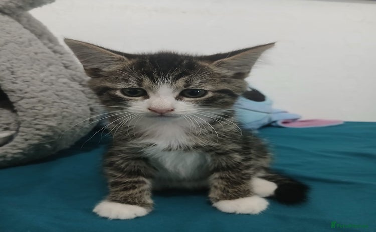 Mixed Breed cats - Advert 3