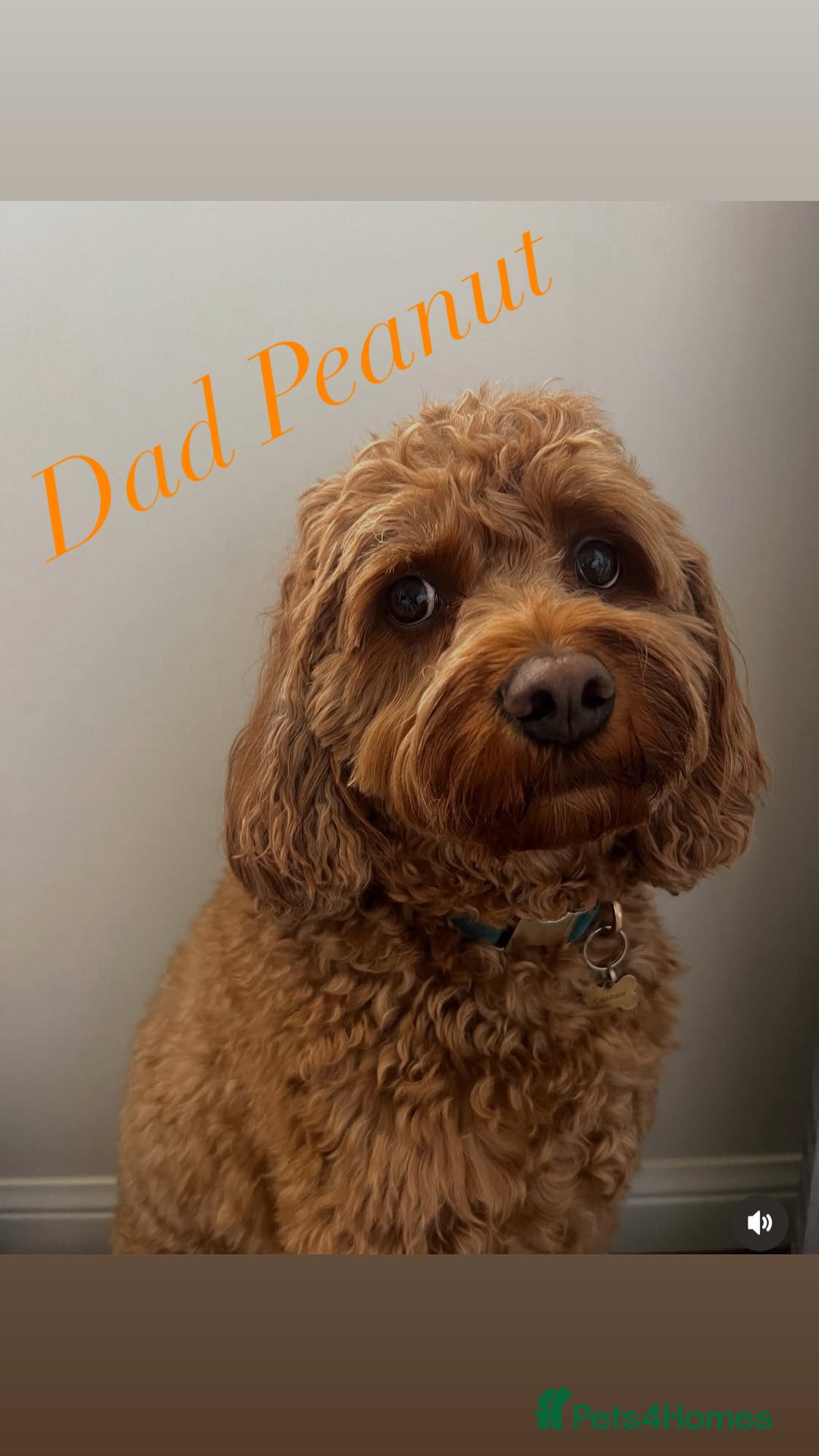 Cavapoo dogs for sale: Beautiful F2 cavapoo girls  - Advert 4