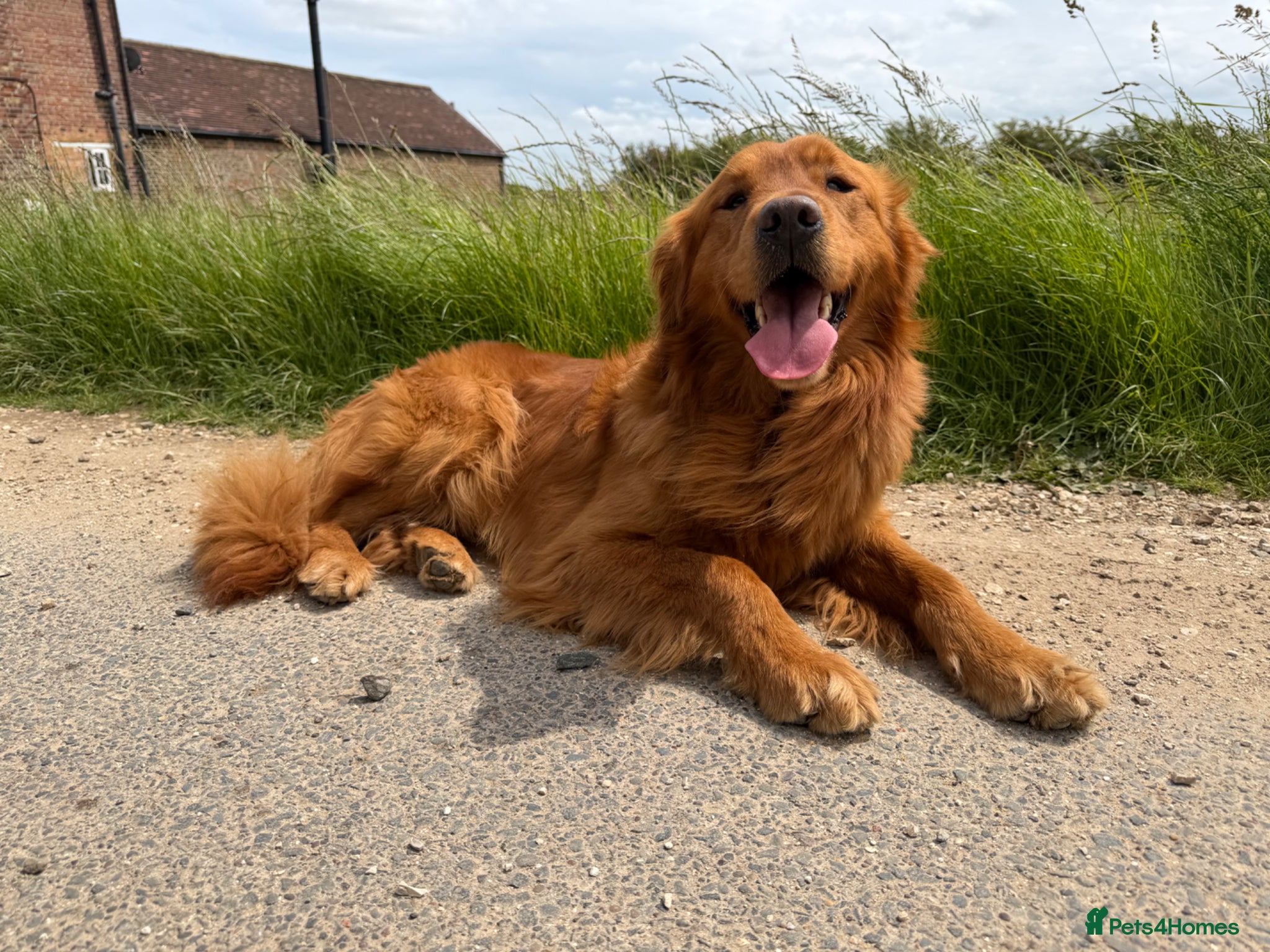 Golden Retriever dogs Ourstanding Golden Retriever  - Advert 2