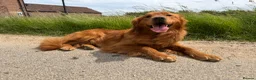 Golden Retriever dogs for stud: Ourstanding Golden Retriever  - Advert 2