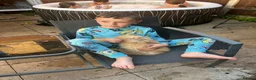Lionhead rabbits for sale: Two lion head rabbits for sale - Advert 2
