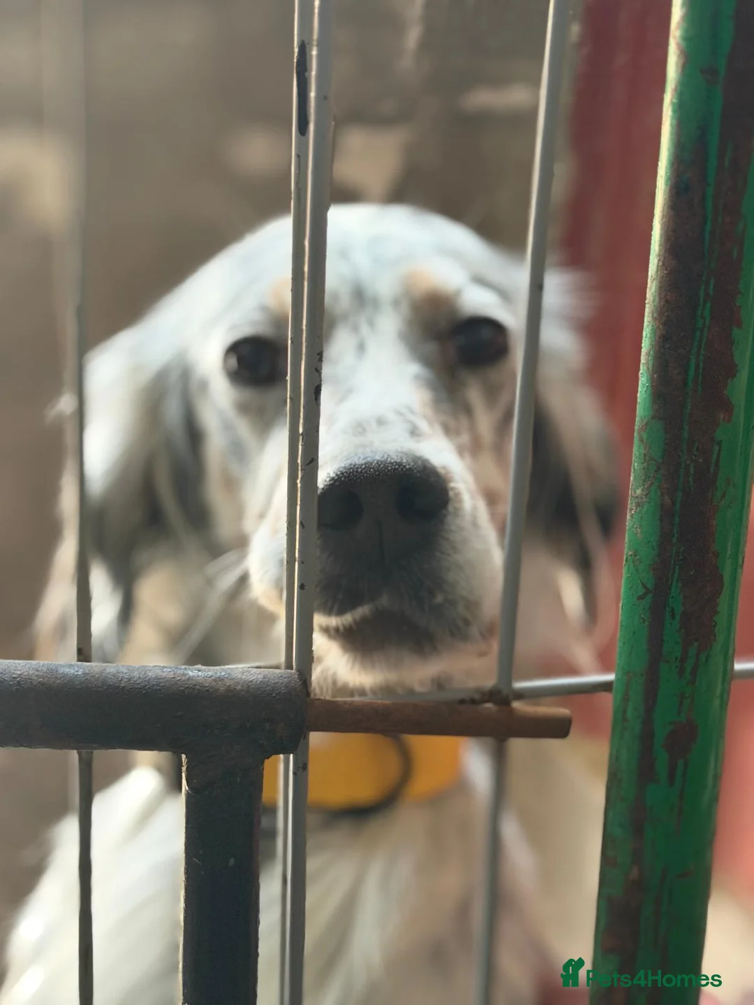 English Setter dogs for adoption: Oreka - Advert 15