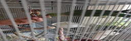 Parakeets birds for sale: Indian ringneck parakeet  in Hartlepool - Advert 4