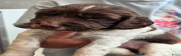 English Springer Spaniel dogs for sale: English Springer Spaniel Puppies - Advert 12