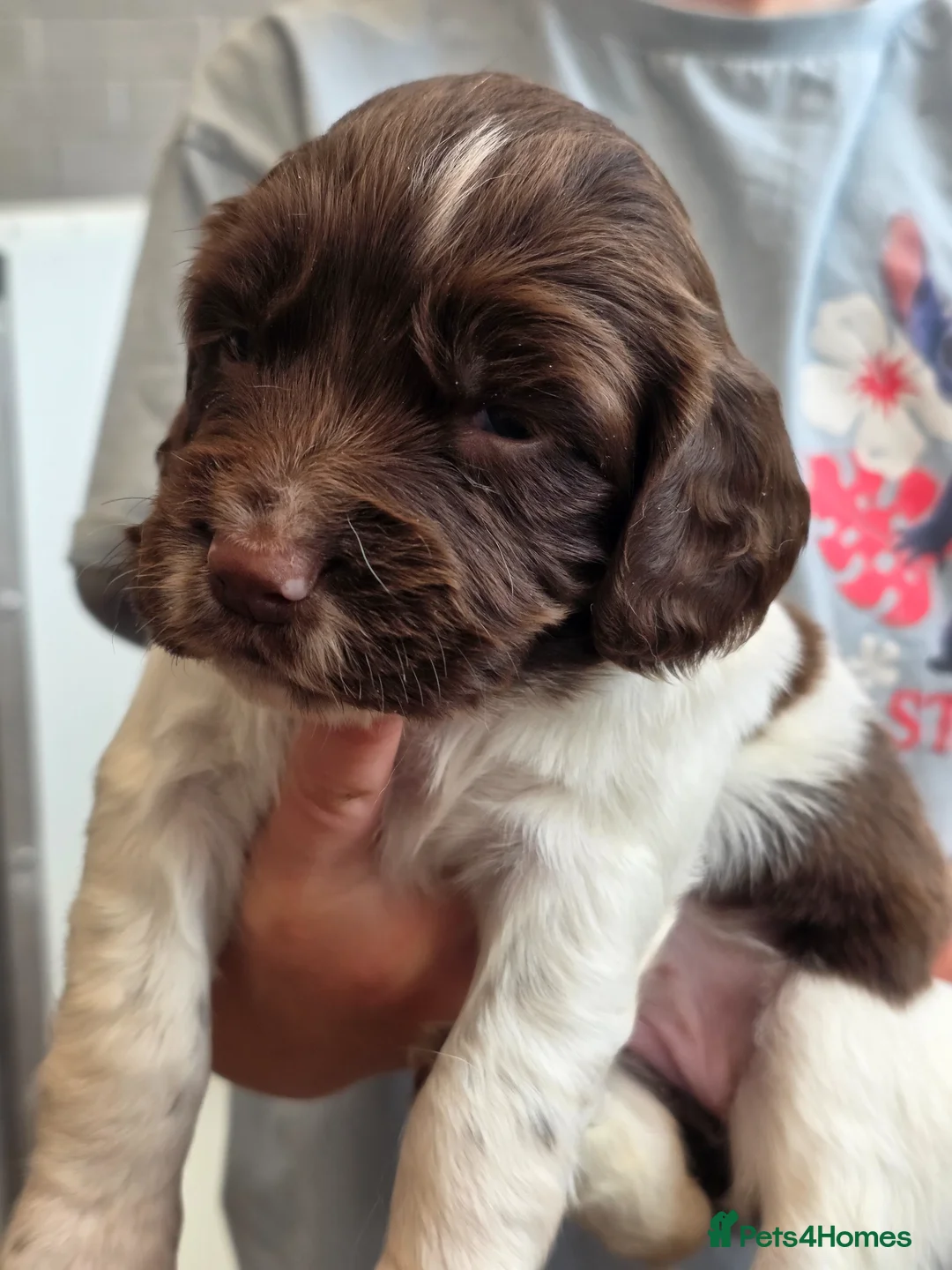 English Springer Spaniel dogs for sale: English Springer Spaniel Puppies - Advert 12