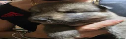 Shepsky dogs for sale: 9 shepsky puppies  - Advert 30