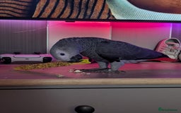 Parrots birds for sale: African grey parrot (Skittles) - Image 10