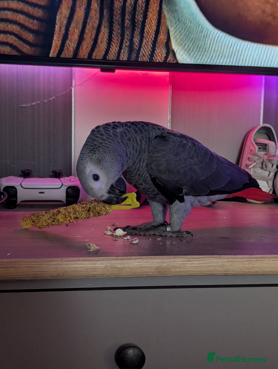 Parrots birds for sale: African grey parrot (Skittles) - Image 10