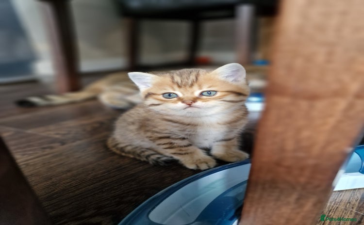 British Shorthair cats - Advert 10