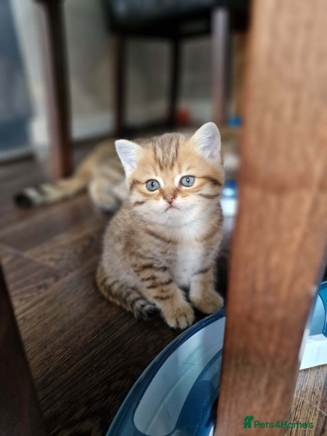 British Shorthair cats for sale: GCCF High Quality BritishShorthair last 2 left - Image 1