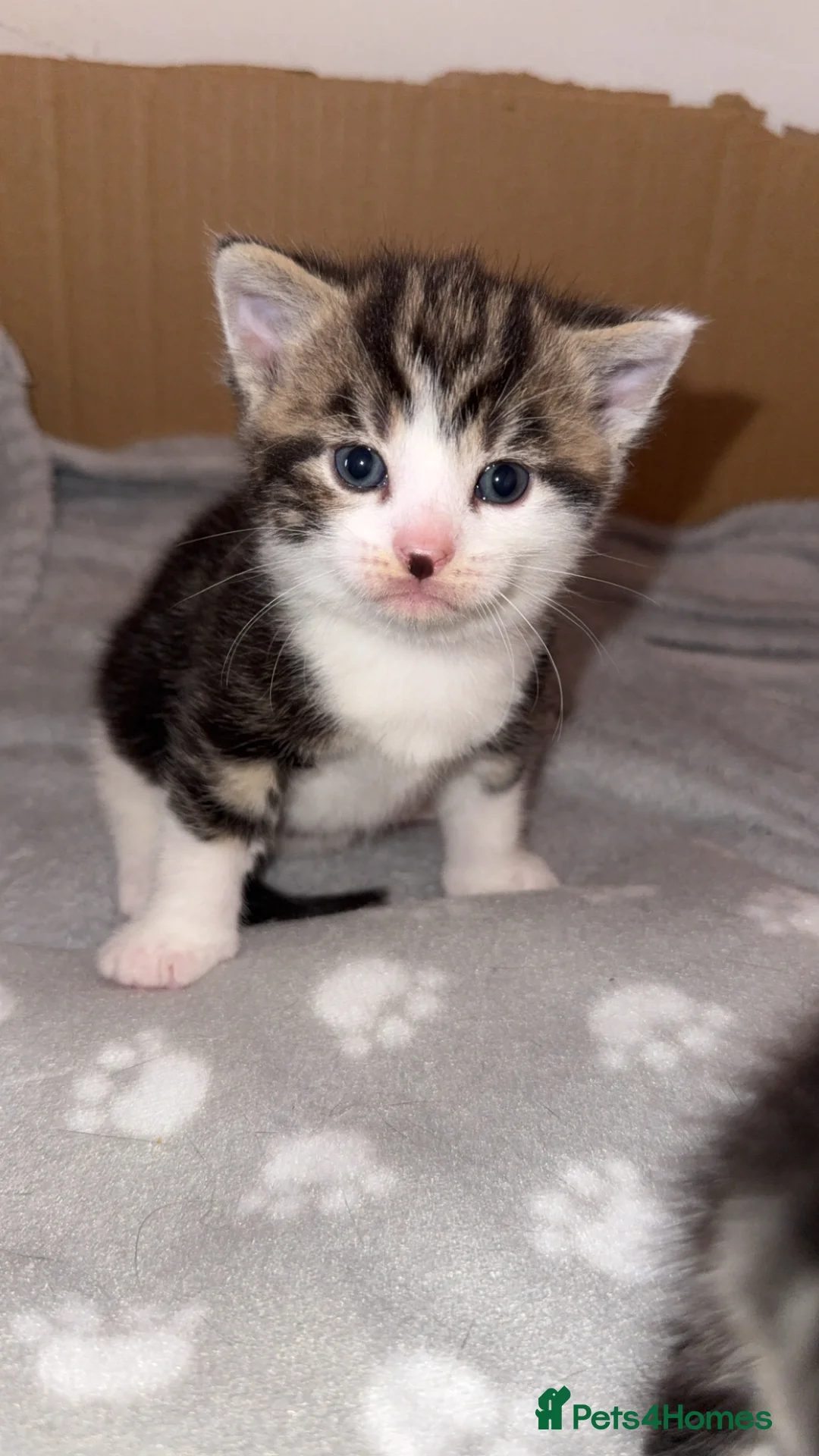 British Longhair cats for sale: Girls kitten - Advert 2