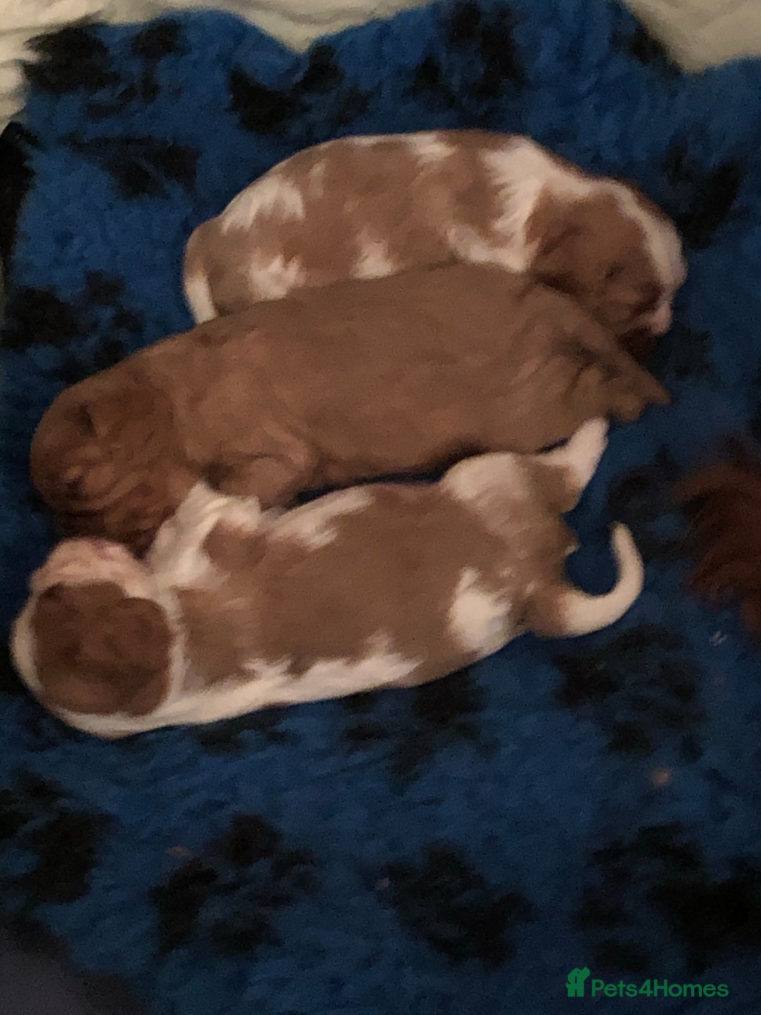 Cavalier King Charles Spaniel dogs for stud: Fully health tested proven Kc reg, multi gen clear in Wrexham - Image 23