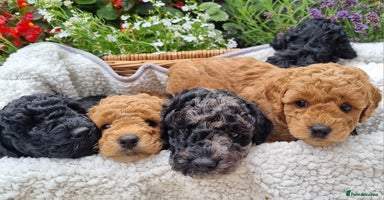 Miniature Poodle dogs - Advert 6