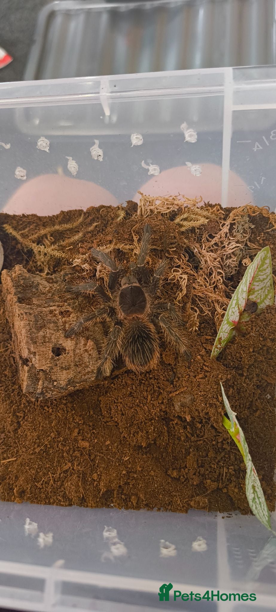 Tarantulas invertebrates Brazilian giant grey bird eater  - Advert 9