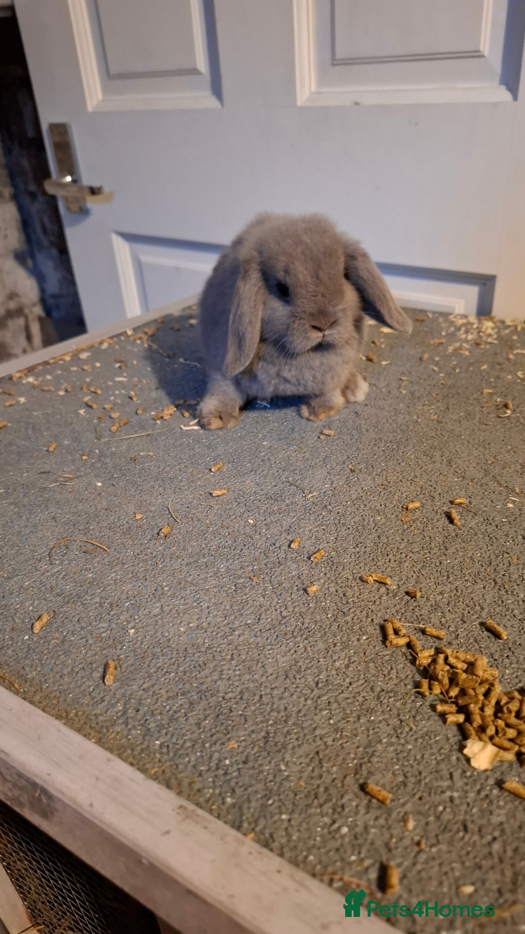 Mixed Breed rabbits for sale: Mini lop and newzealands avaliable  - Image 3