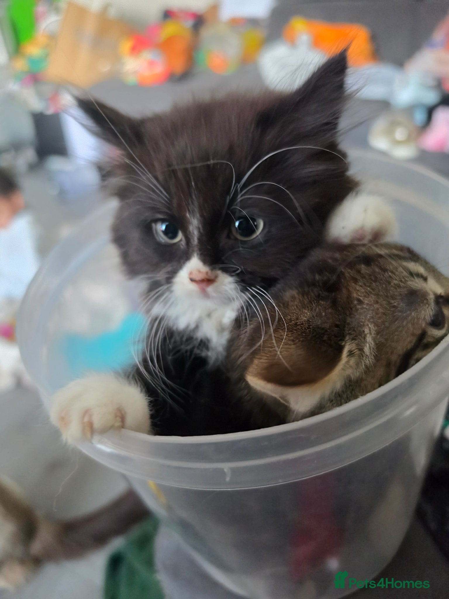 Mixed Breed cats Ragdoll x blue russian kittens - Advert 5