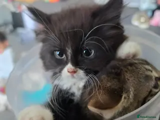 Mixed Breed cats Ragdoll x blue russian kittens - Advert 5