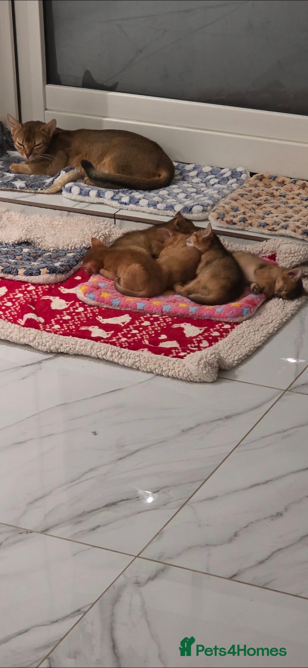 Abyssinian cats for sale: Adorable Abyssinian Kittens - Image 9