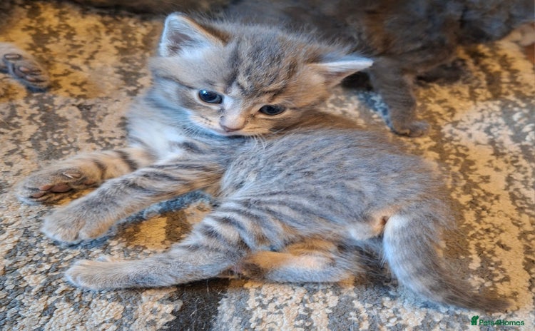 Mixed Breed cats - Advert 1