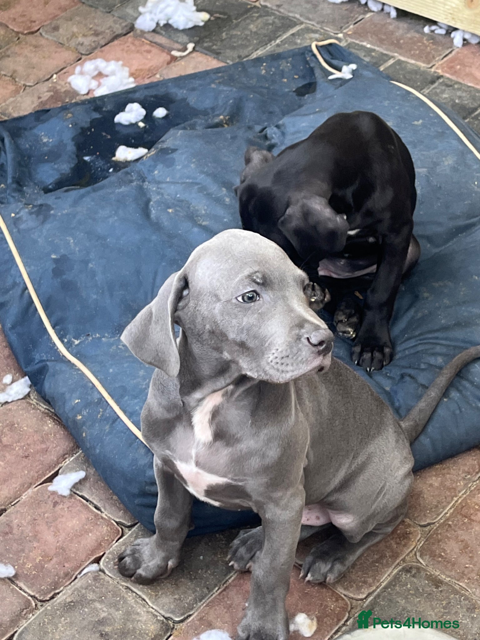 Cane Corso dogs for sale: Cane corso pups, 4 girls 2 boys, black and grey - Advert 14