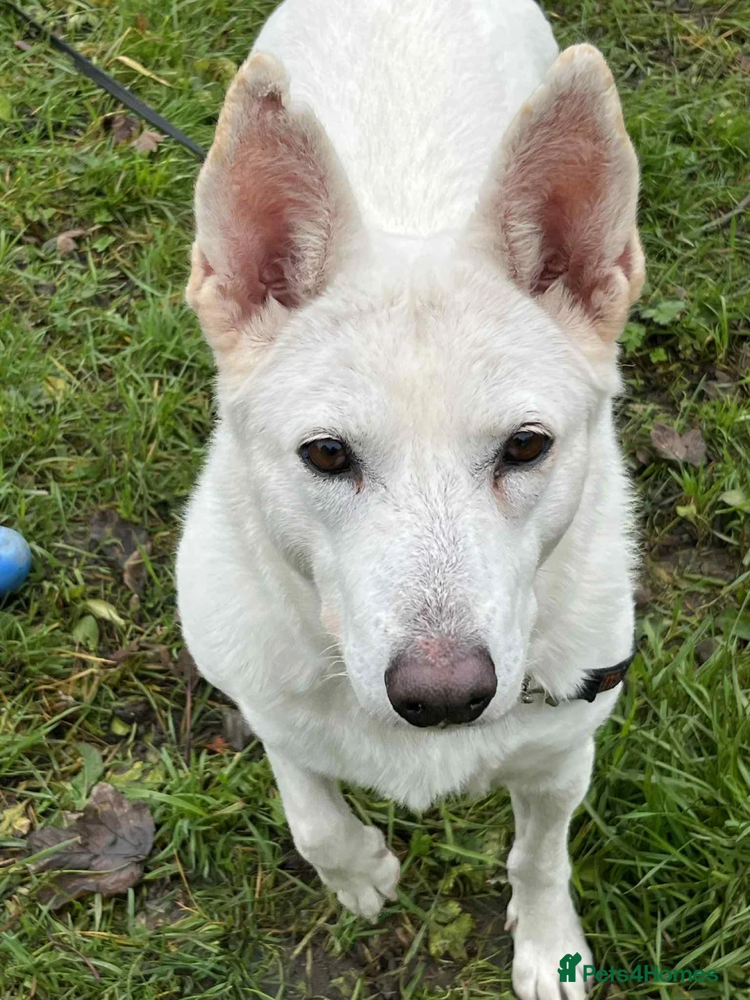 Mixed Breed dogs for adoption: Asha needs a loving home  - Advert 5