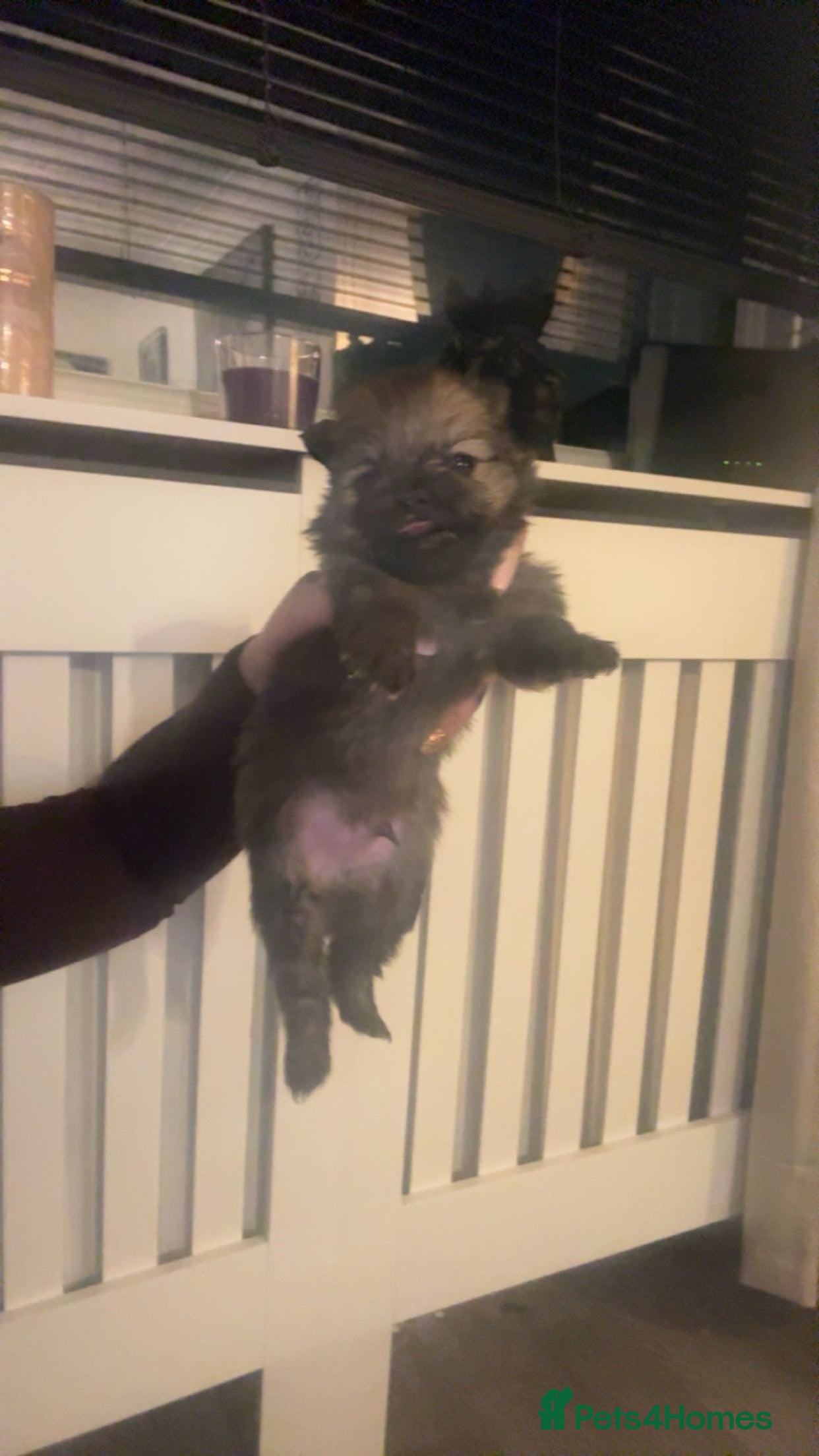 Pomeranian dogs Beautiful tiny Pomeranian puppies  - Advert 1