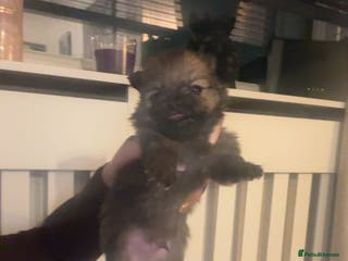 Pomeranian dogs Beautiful tiny Pomeranian puppies - Advert 1