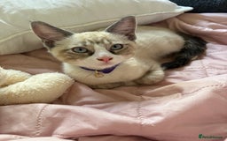 Ragdoll cats for sale: Adorable male kittens looking for loving homes - Image 3