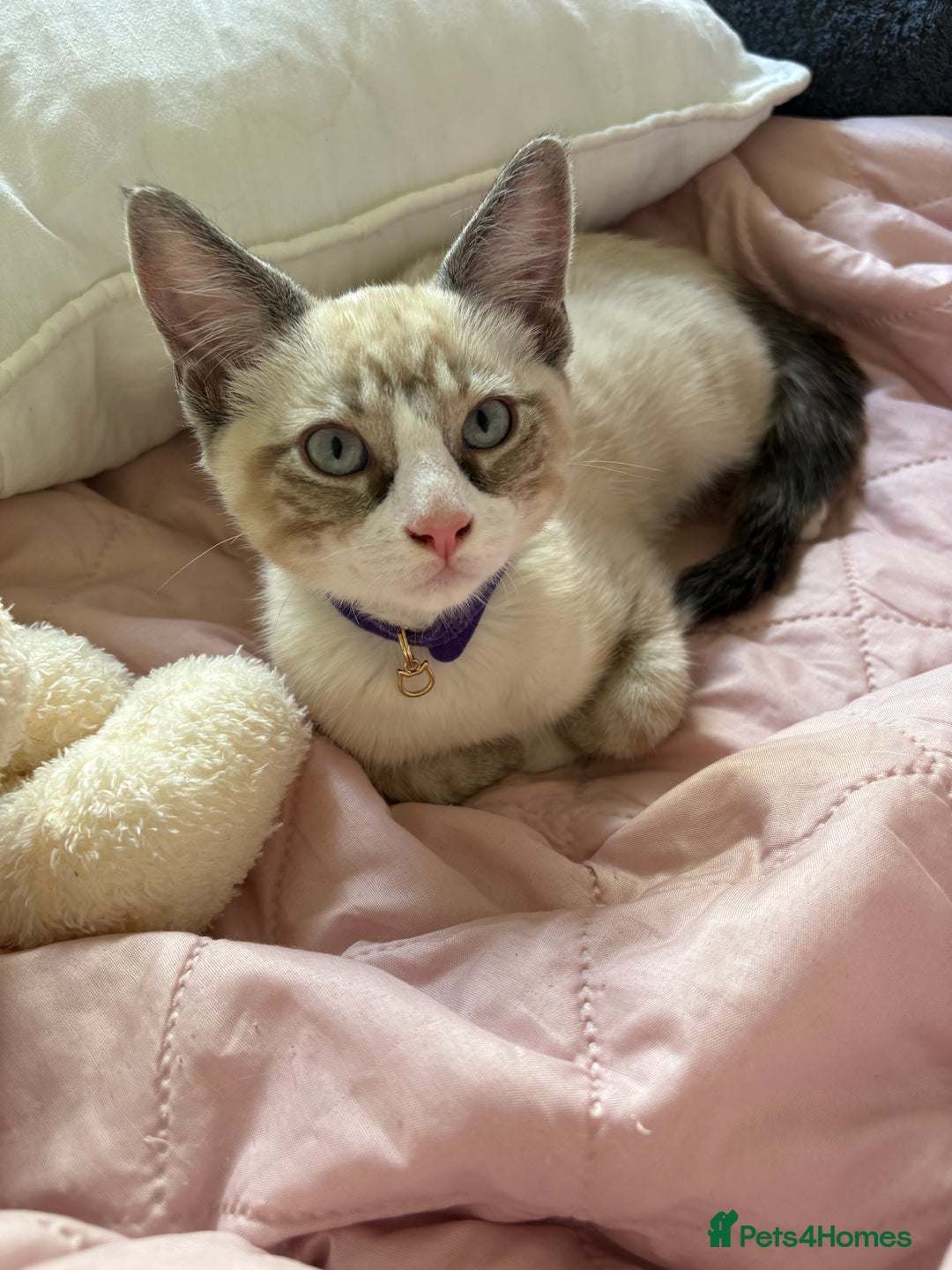 Ragdoll cats for sale: Adorable male kittens looking for loving homes - Image 3