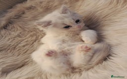 Ragdoll cats for sale: Lovely Ragdoll - Image 2
