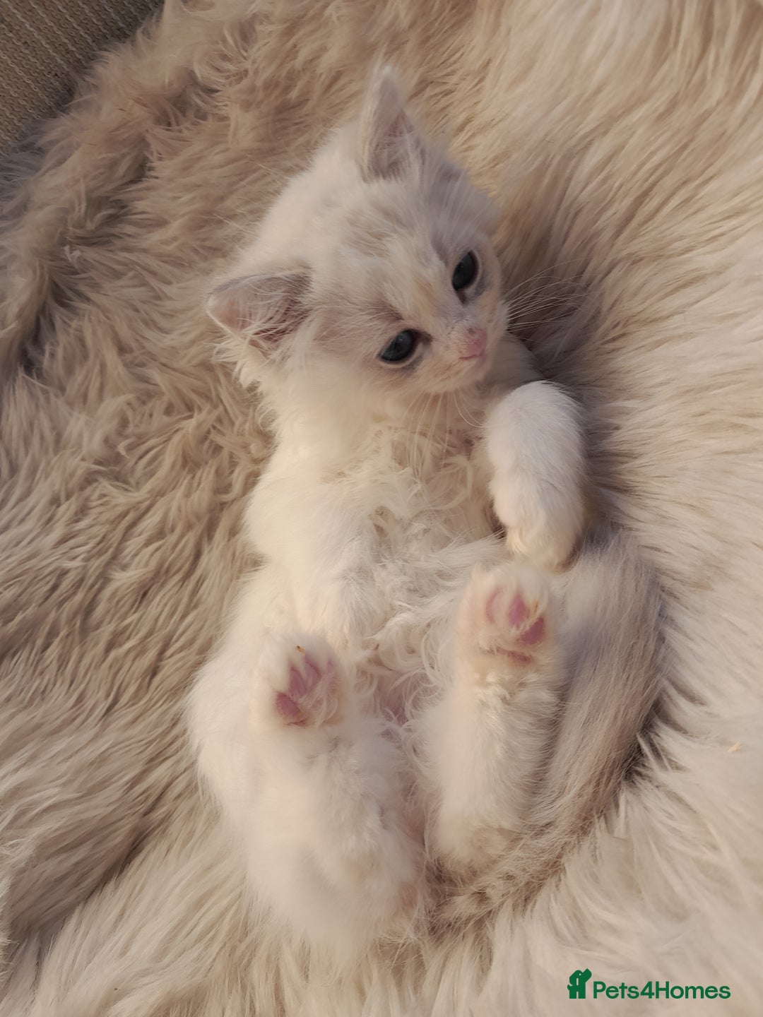 Ragdoll cats for sale: Lovely Ragdoll - Image 2