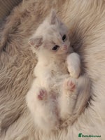 Ragdoll cats - Advert 11