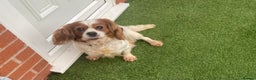 Cavalier King Charles Spaniel dogs for sale: Cavalier, King, Charles - Advert 6