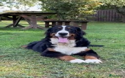 Bernese Mountain Dog dogs for sale: 9 months old girl KC  - Image 5