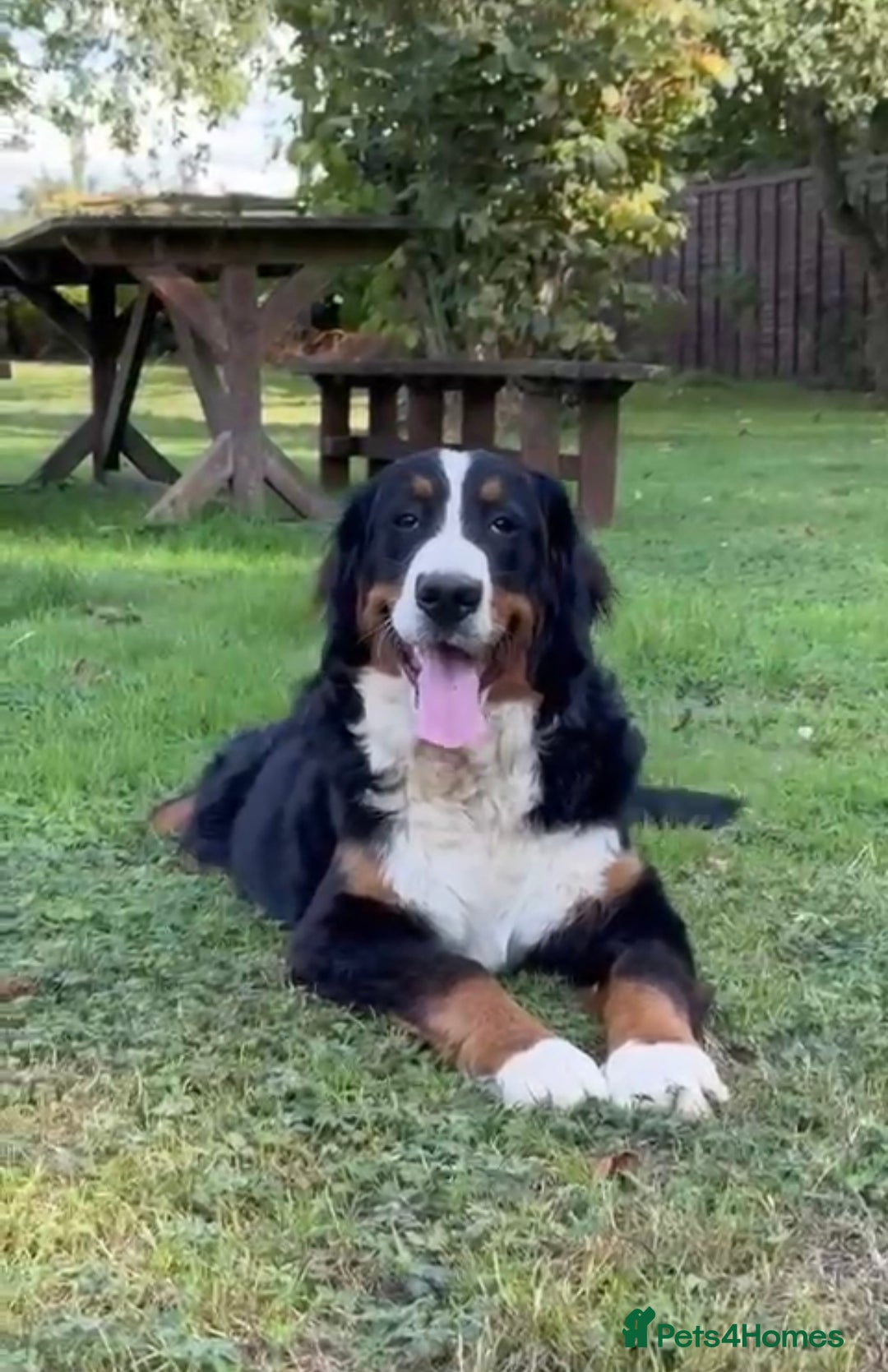 Bernese Mountain Dog dogs for sale: 9 months old girl KC  - Image 5