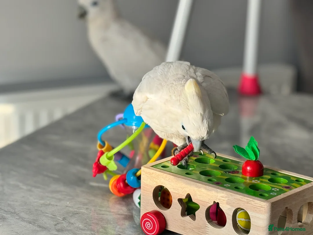 Cockatoo birds for sale: My Beautiful Hand Raised Boys  - Advert 4