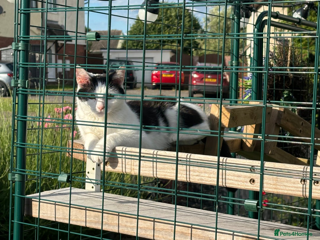 British Shorthair cats for sale: Bella, 3 Years Old - Image 1