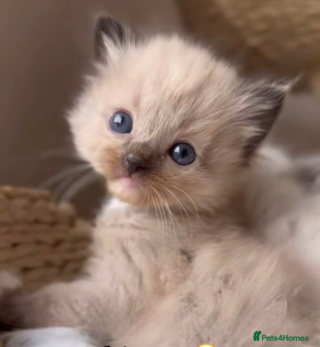 Ragdoll cats Exceptional Purebred Ragdoll Kittens - Advert 16