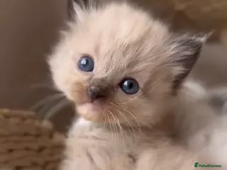 Ragdoll cats Exceptional Purebred Ragdoll Kittens - Advert 6