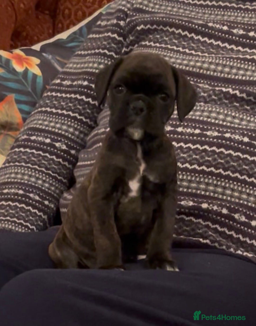 Boxer dogs for sale: adorable boxer puppies  - Advert 24