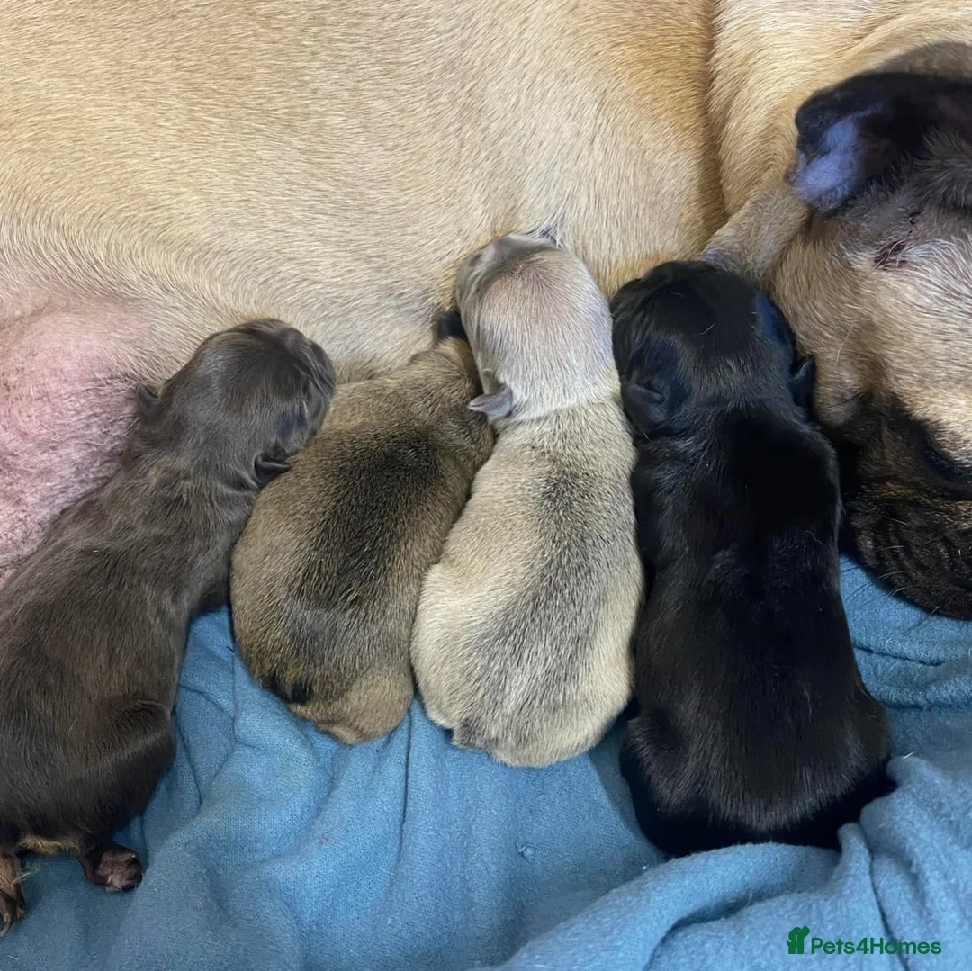 French Bulldog dogs for stud: Rfg tested aa lilac quad fluffy carrying testable in Sheffield - Advert 13