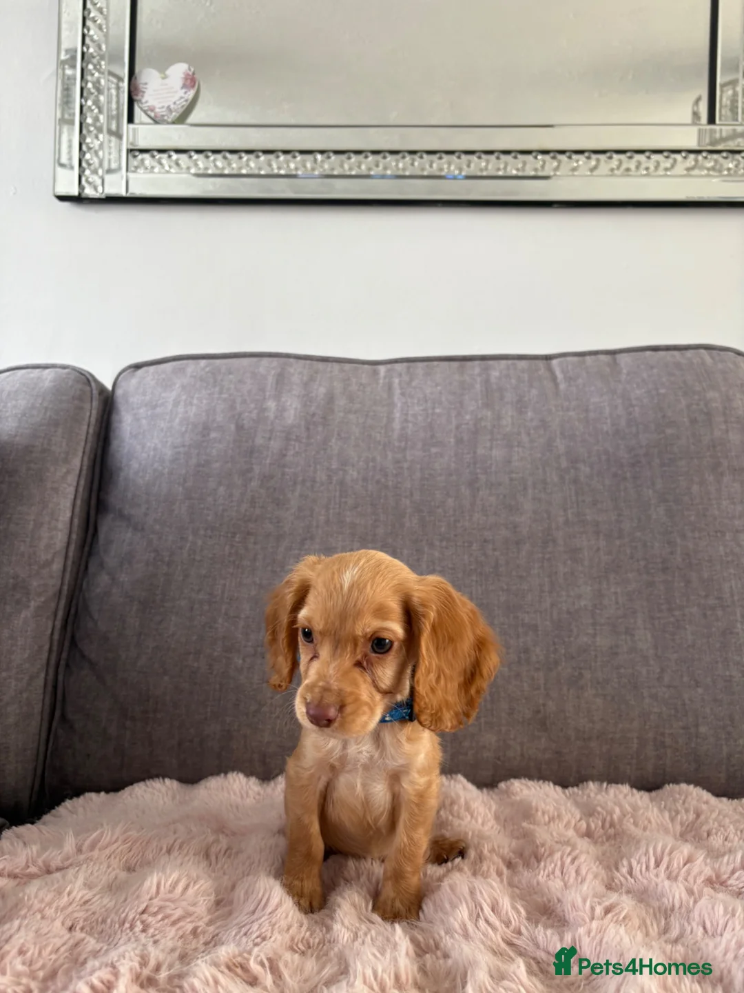 Cocker Spaniel dogs for sale: BEAUTIFUL CHOC AND TAN COCKER PUPS READY NOW!  - Advert 2