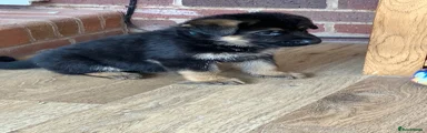 German Shepherd 1