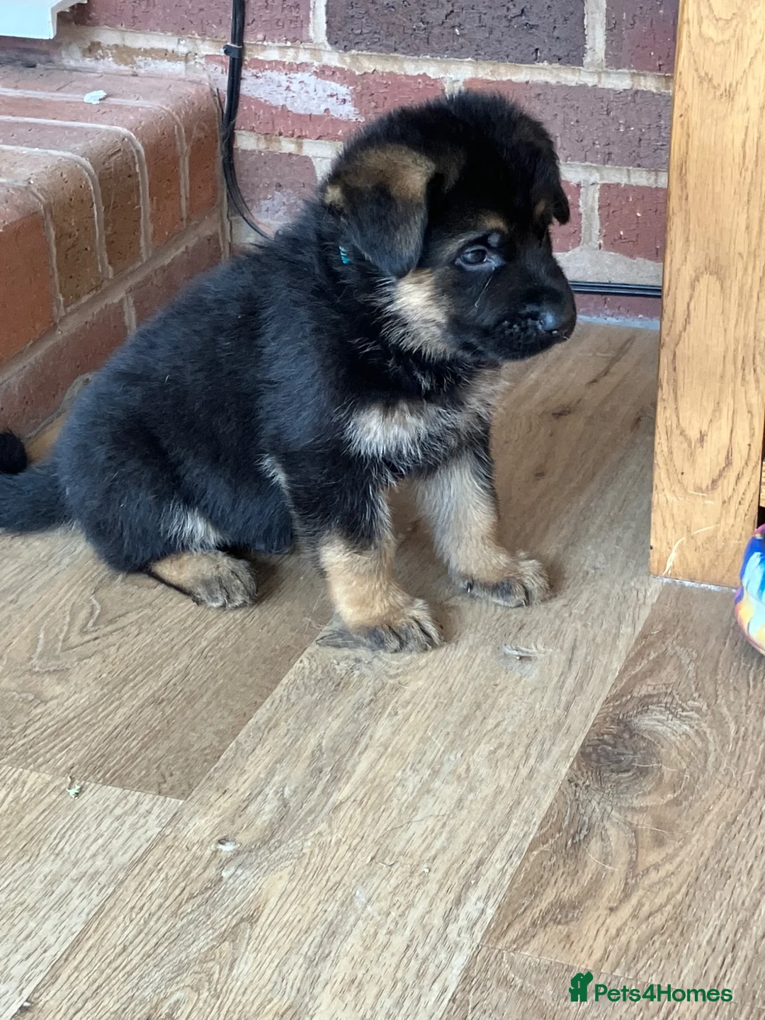German Shepherd dogs for sale: German Shepherd puppies - Advert 2