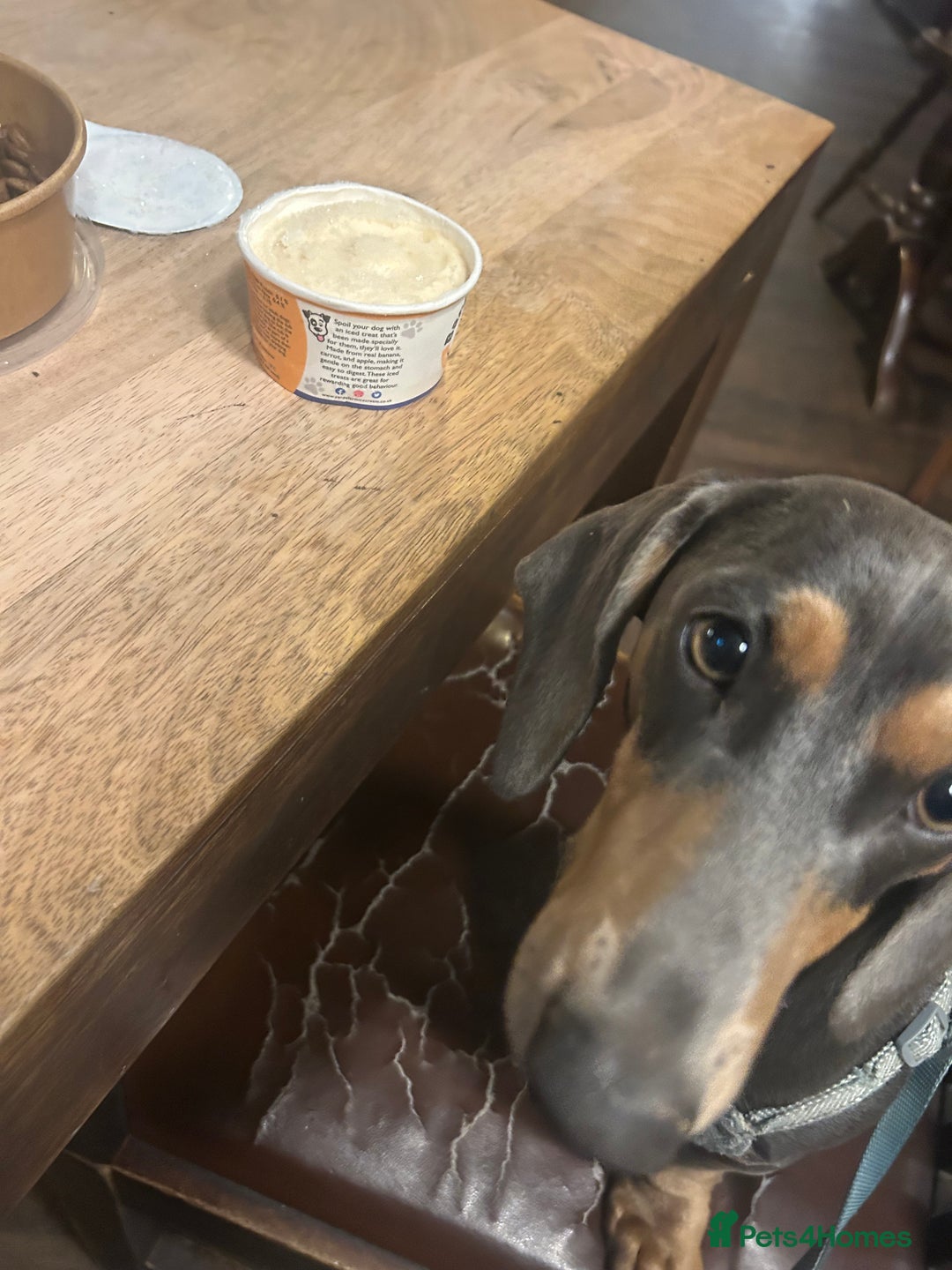 Miniature Dachshund dogs for stud: For stud - Advert 3